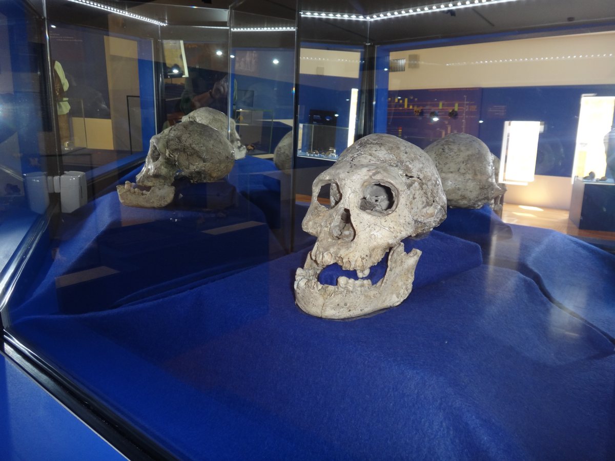 Crâne et mandibule d’Homo erectus georgicus 
Dmanissi, Georgie, 1,8 Ma.